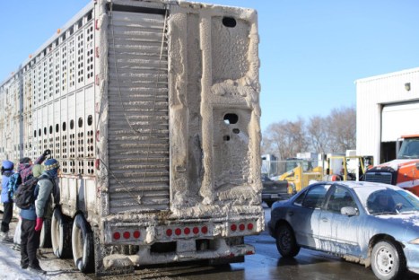 Slaughter animals freeze in truck