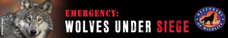wolves-under-siege-g