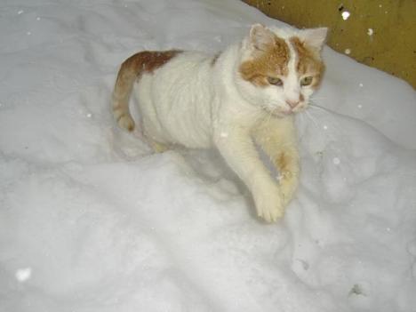 1044061_767912463237815_255046639_n