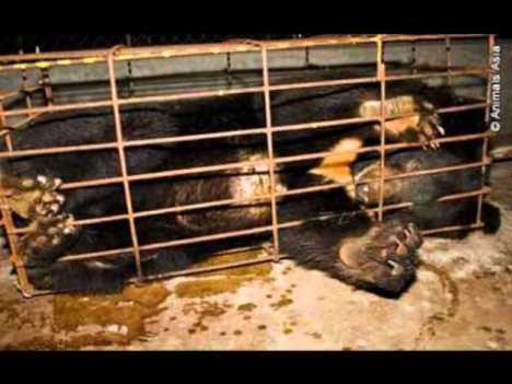 bear bile 3
