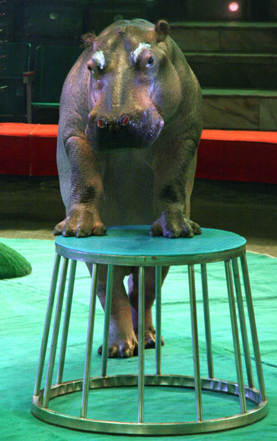 circus hippo 3