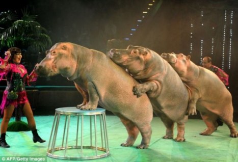 circus hippos