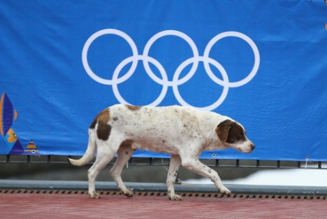 olympic dog 2