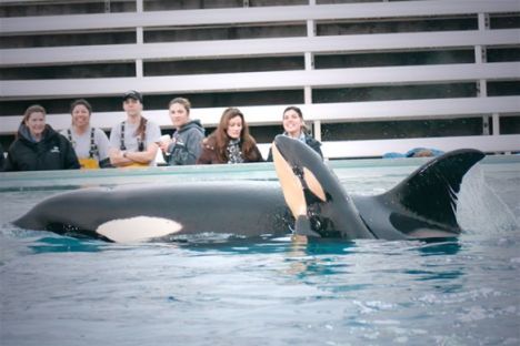 Seaworld orcas