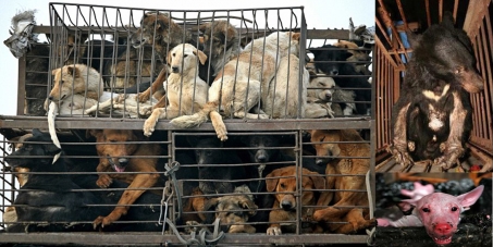 China Yulin dog