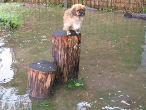 serbia fllods dog log