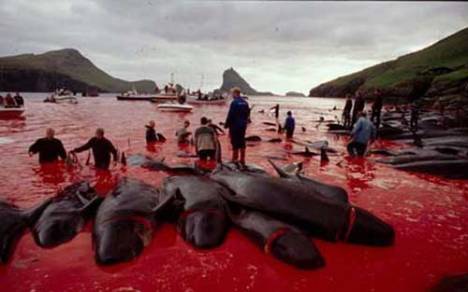 Faroe whale slaughter