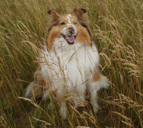 Long.grass.doggy.3