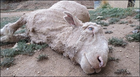 peta sheep