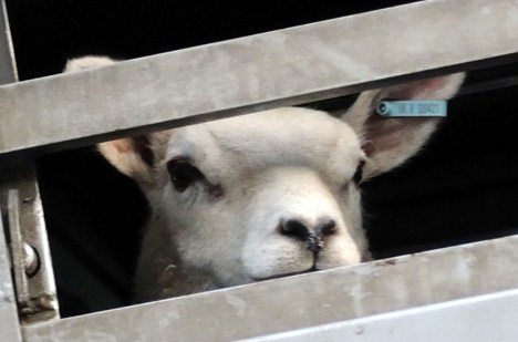 ValCameron180714_9136