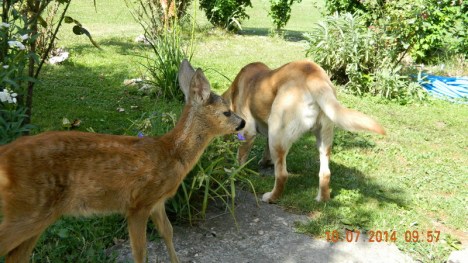 baby deer 2