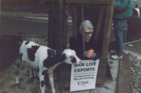 calf revenge major.jpg_NEW