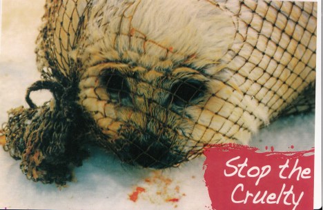 EU seal pups robert.jpg_NEW_0001