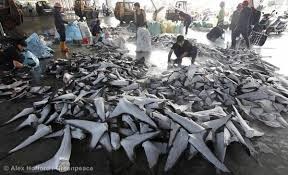 Greenpeace bumble bee tuna 1