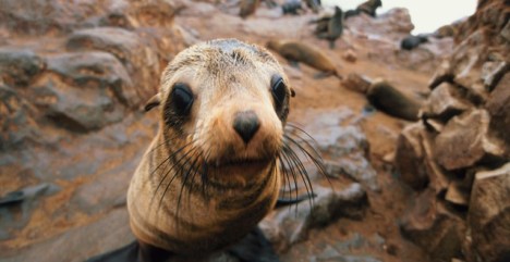 Namibia seal clubbing
