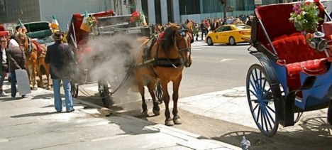 NYC horse