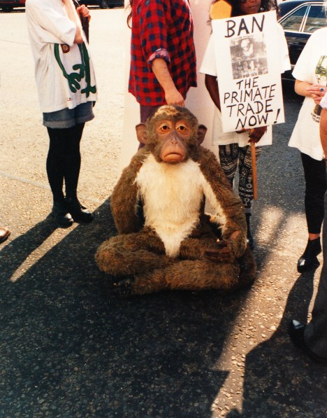 primate demo model.jpg