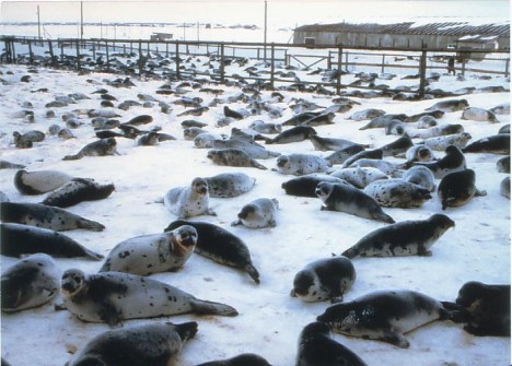 Russian seal farm