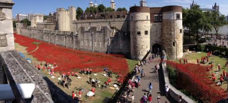 tower of london poppies 3