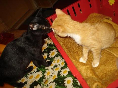 danica new cat 9 sept