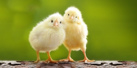 macaus dump batt eggs