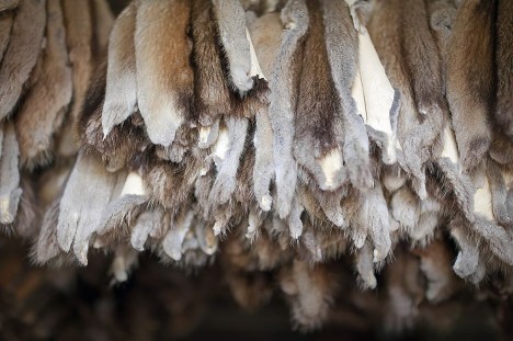 rabbit fur spain take part