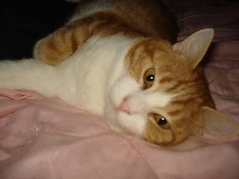 Freddie felix shelter