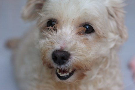 punish cruel pet owners