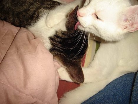 felix kitties 20 Nov 2