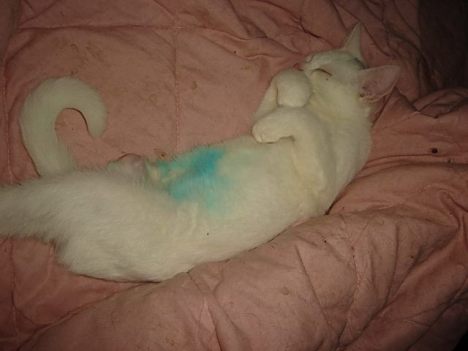 felix kitties 20 Nov 3