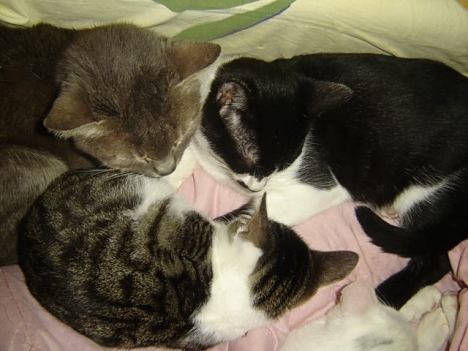 felix kitties 20 Nov