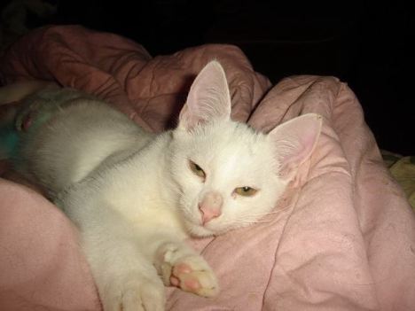 Tik bandadge removed