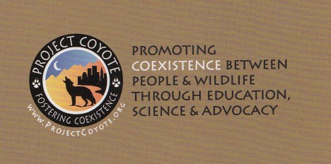 coyote_NEW