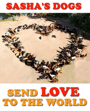 dogs send love