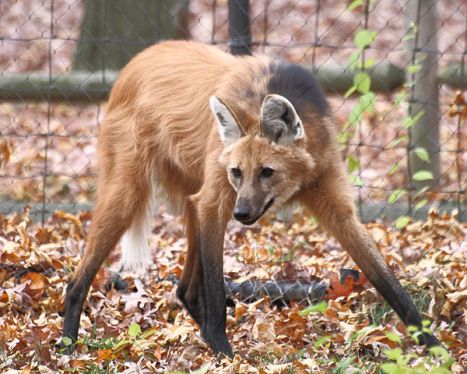 maned wolf