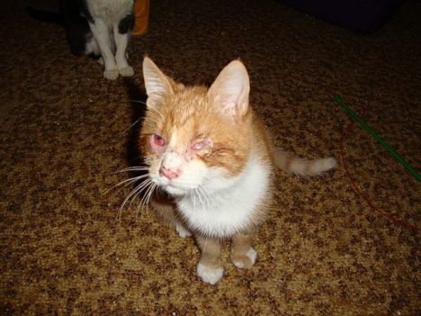 Morgan getting better