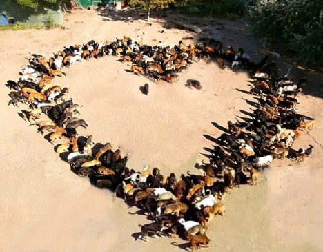 sasha dogs love heart