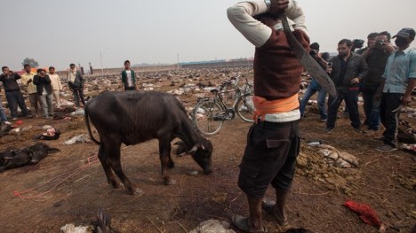saturday-gadhimai-1