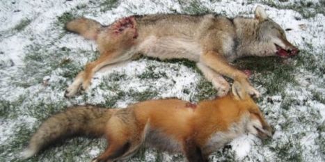 stop predator hunts