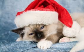xmas cat