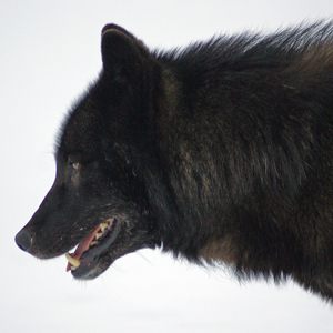 Alexander Archipelago wolf
