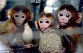 baby apes