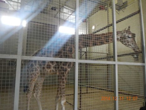 giraffe zoo