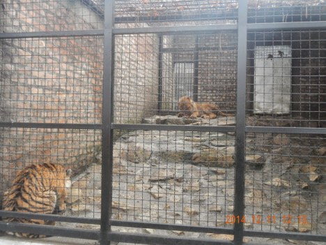 tiger zoo1