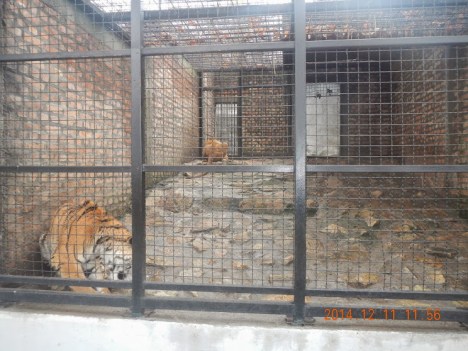 tiger zoo2