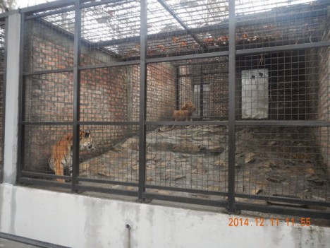 tiger zoo3