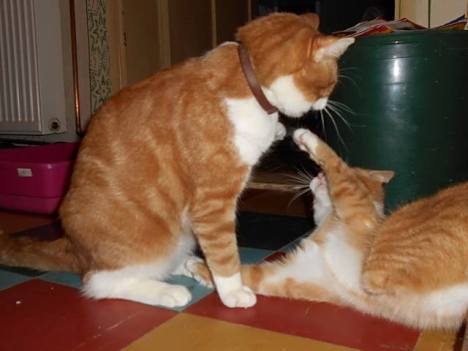 4 feb freddie and morgan play