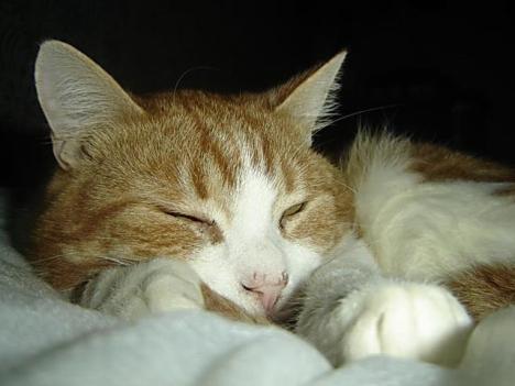 4 feb freddie sleeps