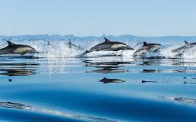 dolphins