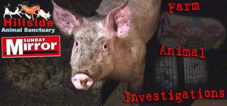 Hillside paper cover